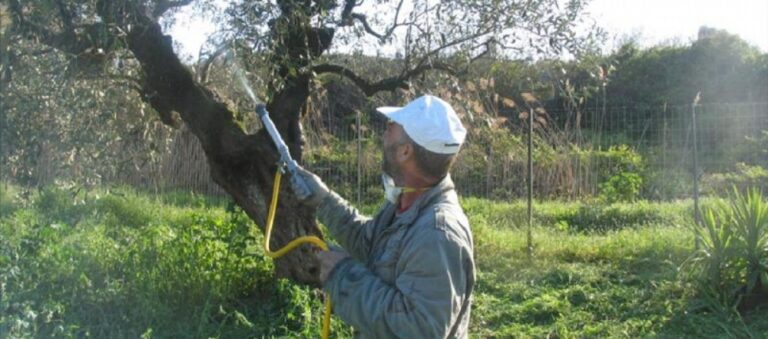 Προσλήψεις εργατών για την καταπολέμηση του δάκου της ελιάς