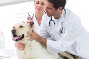 depositphotos 42926155 stock photo veterinarians examining ear of dog