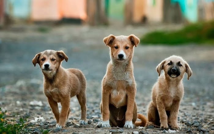 ΑΣΕΠ: Εργάτες περισυλλογής αδέσποτων ζώων στον δήμο Ιεράπετρας
