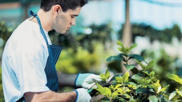 Γεωπόνος με ειδικά γάντια κόβει φύλλα ενός πράσινου φυτού.