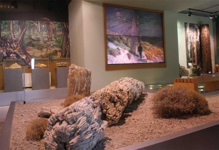 6 θέσεις στο Μουσείο Φυσικής Ιστορίας Απολιθωμένου Δάσους Λέσβου