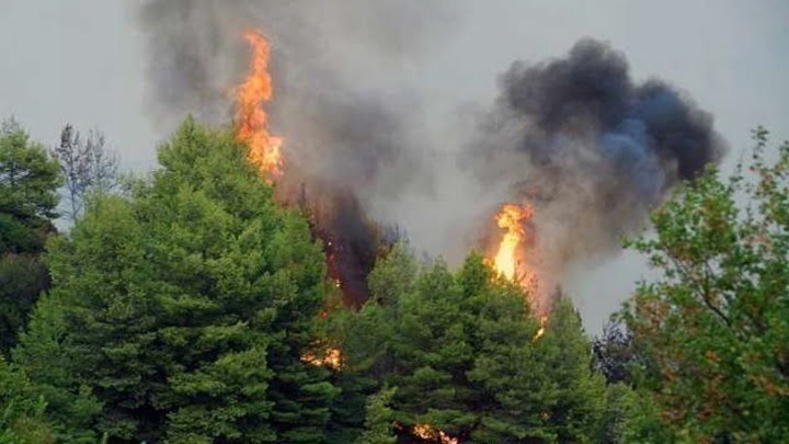 Φωτιά καίει δάσος στο Καματερό Αττικής