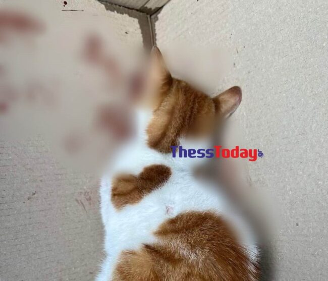 Κτηνωδία στη Θεσσαλονίκη: Ασυνείδητος κλώτσησε στο κεφάλι γατάκι