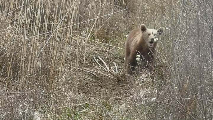 Φρίκη στην Καστοριά: Δολοφόνησαν αρκούδα και τα νεογέννητά της
