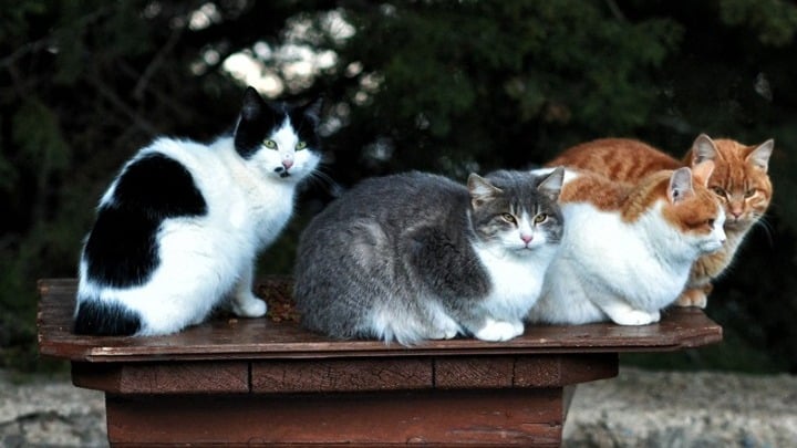 Κτηνωδία στη Λάρισα: Έριξαν φόλες σε γάτες και περιστέρια