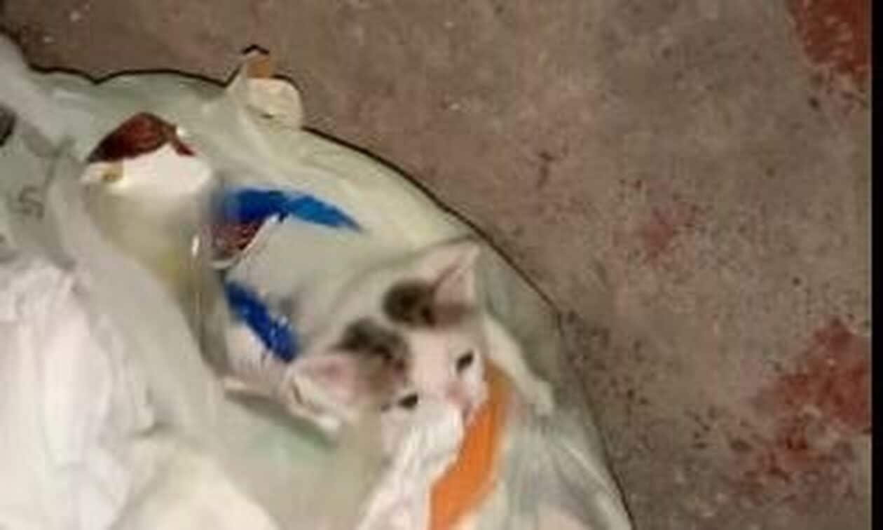 Ιτέα: Έβαλε το γατάκι του σε σακούλα σκουπιδιών και το πέταξε