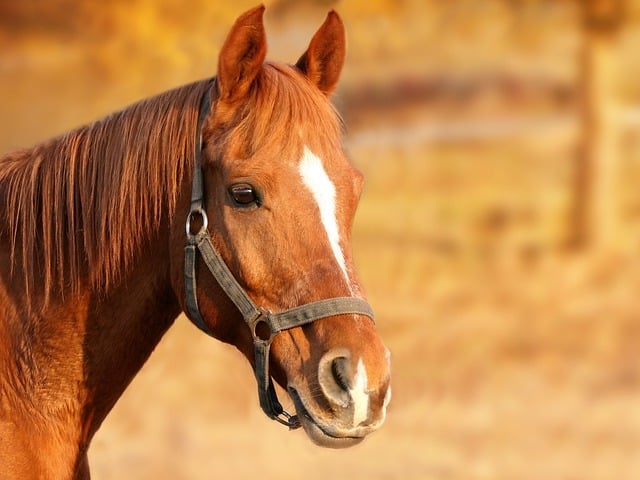 Φρίκη στα Χανιά: 26χρονος άφησε το άλογό του να πεθάνει δεμένο μέσα στον ήλιο χωρίς νερό