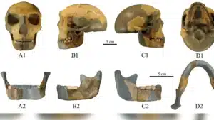 230810035045 ancient skull china human evolution scli intl e1691674224164