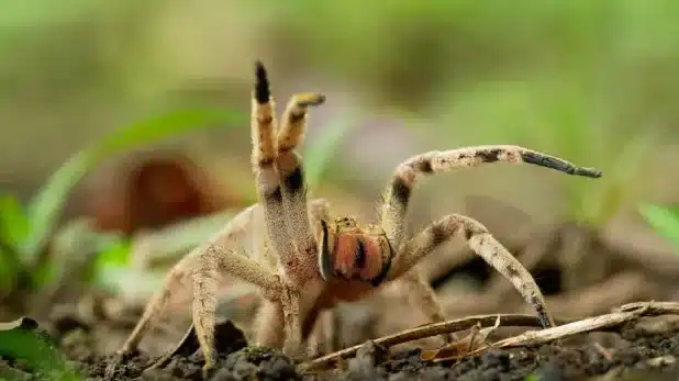 Σοκ στην Αυστρία: Βρέθηκε αράχνη που το δάγκωμά της προκαλεί μόνιμη στύση (!)