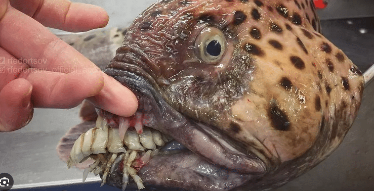 Τρομακτικό ψάρι – τέρας με ανθρώπινα δόντια ανακάλυψε Ρώσος ψαράς