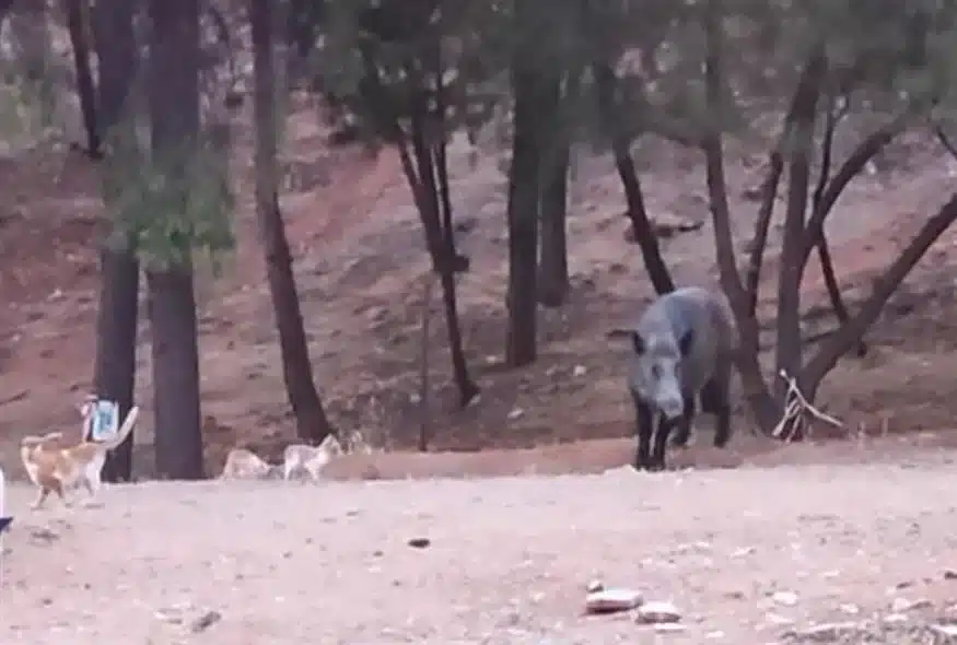 Αγριογούρουνο κάνει βόλτα στο Χαϊδάρι και έχει για παρέα του γάτες