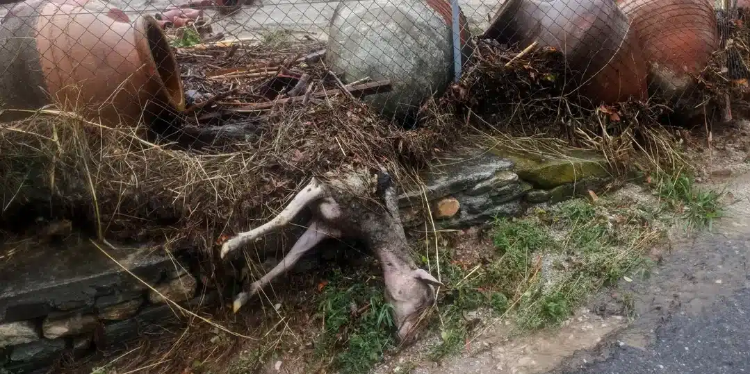 Σοκ - Κακοκαιρία Daniel: Νεκρά ζώα στους δρόμους του Βόλου - Σκληρές εικόνες