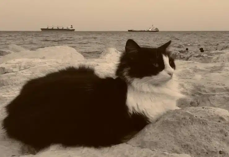 «Μαύρη γάτα»: Η ιστορία μιας πρόληψης – Σε τρία πολεμικά πλοία που μπήκε βυθίστηκαν