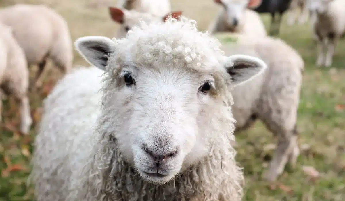 Πρόβατα στη Μαγνησία μπήκαν σε θερμοκήπιο και έφαγαν… 100 κιλά κάνναβης