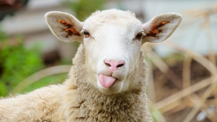 Βόλος: Τι λέει ο ιδιοκτήτης του θερμοκηπίου για τα πρόβατα που έφαγαν την κάνναβη