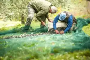 two senior farmers collecting olives from the net