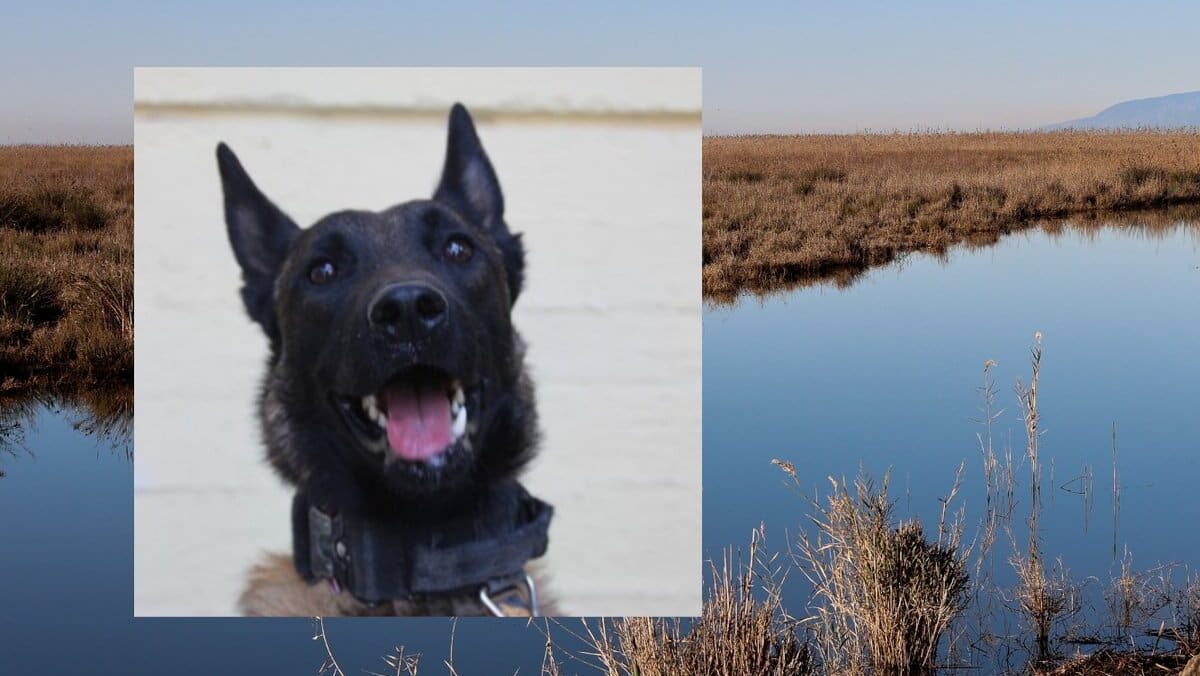 Ο σκύλος που βρήκε τον Μπάμπη θα ψάξει για τον 45χρονο οδηγό στην Ηλεία