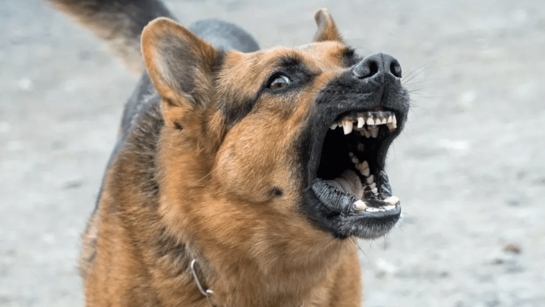 Νέα Σμύρνη: Σκύλος δάγκωσε στο κεφάλι αγοράκι 11 μηνών!