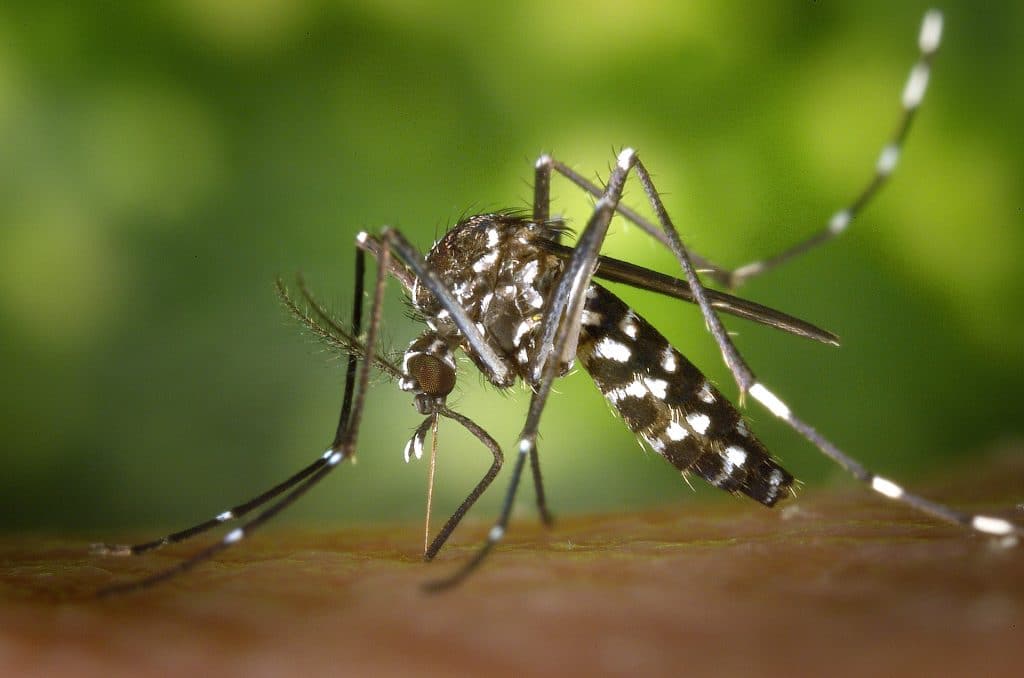 CDC Gathany Aedes albopictus 1
