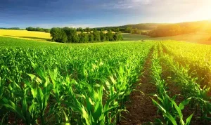 fysh stock photo sunlit rows of corn plants e1715684904190