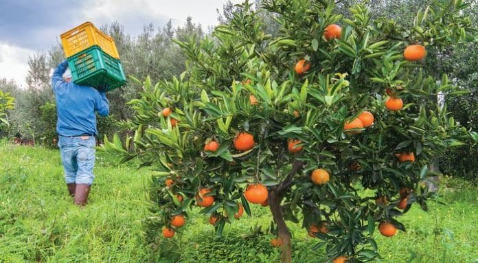 Είδος πολυτελείας το πορτοκάλι – Εκτόξευση τιμών