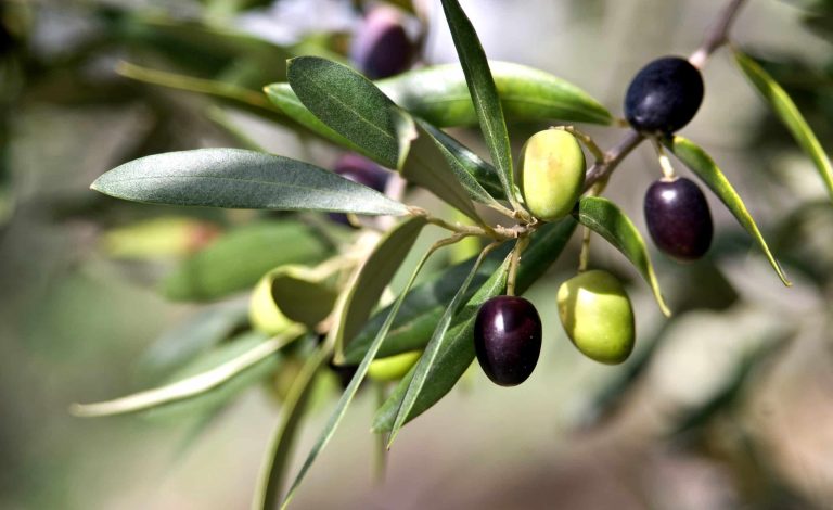 Πρόγραμμα Δακοκτονίας 2025: Γεωπόνοι στην Περιφερειακή Ενότητα Κεφαλληνίας