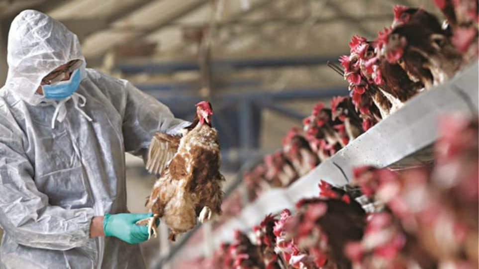 Πρώτος θάνατος ανθρώπου παγκοσμίως εξαιτίας της γρίπης των πτηνών H5N2