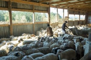 Ευλογιά προβάτων: Νέα μέτρα από αύριο