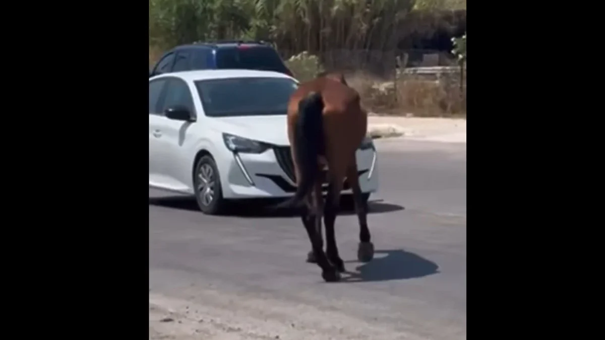 Σοκ στη Ρόδο: Άλογο παραπατούσε στη μέση του δρόμου εν μέσω καύσωνα (video)
