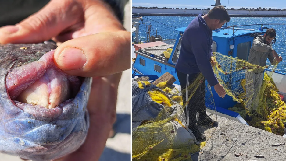 Λαγοκέφαλοι στις ελληνικές θάλασσες: Σε απόγνωση οι ψαράδες - Ποιες περιοχές κινδυνεύουν