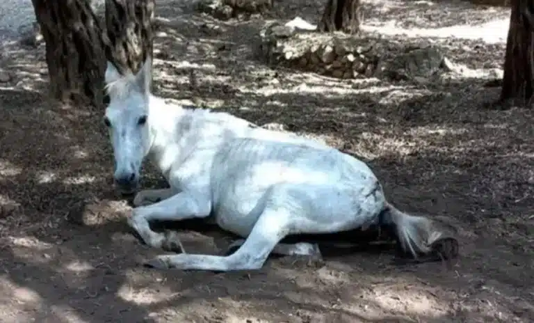 Κτηνωδία στη Σαντορίνη: Έδεσαν άλογο και το άφησαν να πεθάνει από τη δίψα (ΦΩΤΟ)