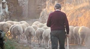 Ευλογιά προβάτων στη Μαγνησία: Εξαφανίστηκε 53χρονος κτηνοτρόφος – Φόβοι για αυτοκτονία