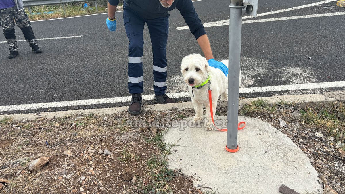 «Χάτσικο» στη Λαμία: Σκυλάκι περίμενε το αφεντικό του που σκοτώθηκε σε τροχαίο