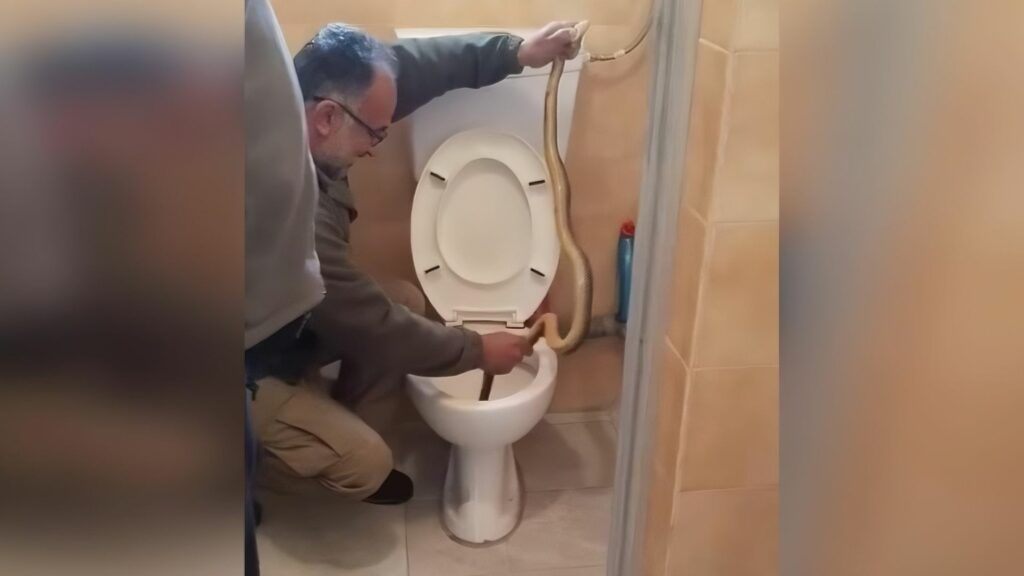 Απίστευτο περιστατικό στην Καστοριά: Φίδι βγήκε από λεκάνη τουαλέτας