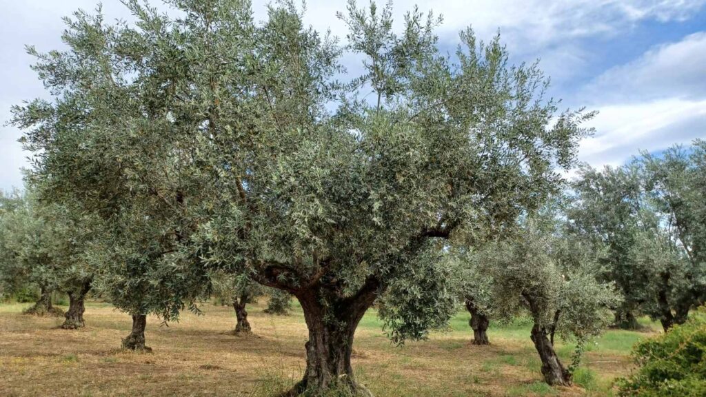 Πρόγραμμα Δακοκτονίας 2025: Προσλήψεις γεωπόνων στο Μεσολόγγι