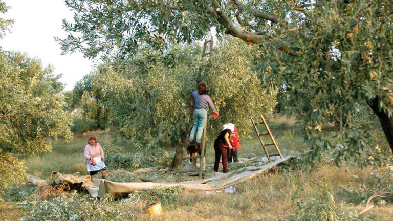 Πρόγραμμα Δακοκτονίας 2025: Θέσεις εργασίας στον Πύργο Ηλείας