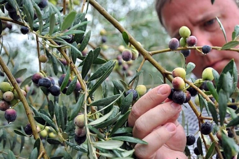 Πρόγραμμα Δακοκτονίας 2025: Θέσεις εργασίας με 15 προκηρύξεις