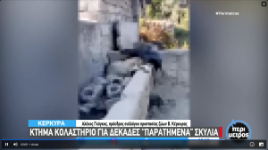 Φρίκη! Κολαστήριο σκύλων στην Κέρκυρα (vid)