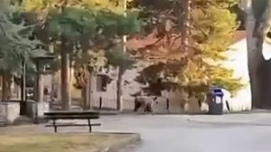 Καστοριά: Αρκούδα εντοπίστηκε στο προαύλιο σχολείου