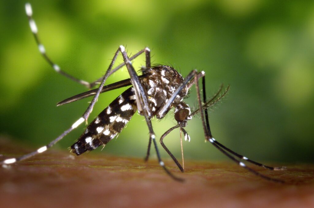 Συναγερμός για τον ιό chikungunya στην Ευρώπη