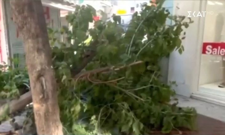 Ερμού: Έπεσε δέντρο – Δεν υπήρξε τραυματισμός