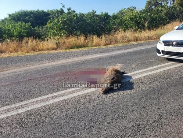 Λαμία: Σοκαριστικό τροχαίο με αγριογούρουνο