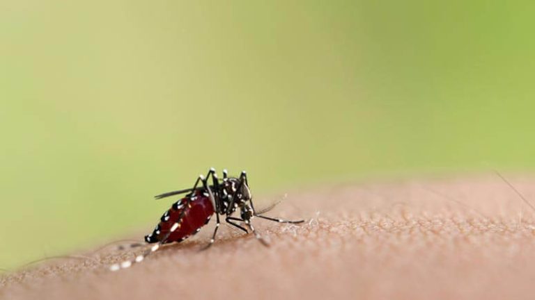 Ανησυχία για παγκόσμια εξάπλωση του ιού Chikungunya – Φόβοι για νέα πανδημία