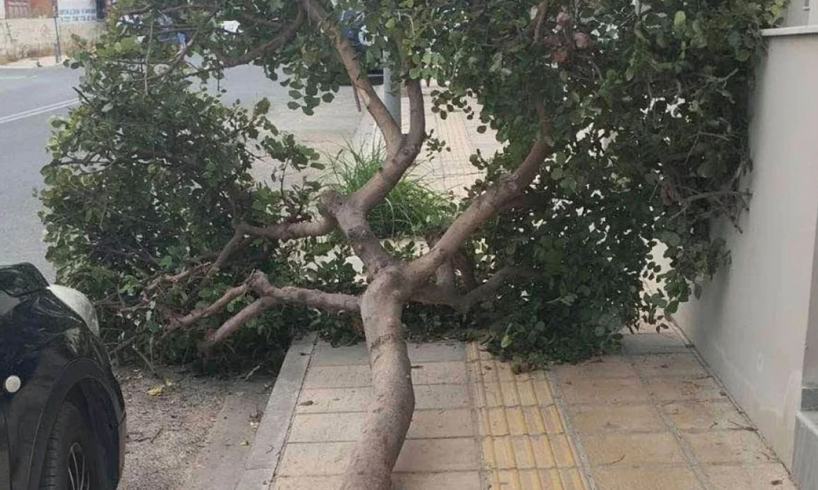 Ηράκλειο: Δέντρο κατέρρευσε στον Μασταμπά – Σοβαρές ζημιές σε δύο αυτοκίνητα