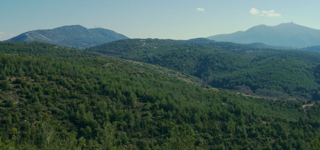 Ελεύθερος ο 51χρονός για θυσία ζώου στο Σέιχ Σου