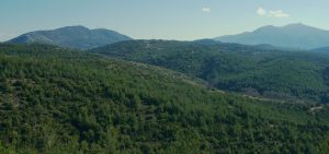 Ελεύθερος ο 51χρονός για θυσία ζώου στο Σέιχ Σου