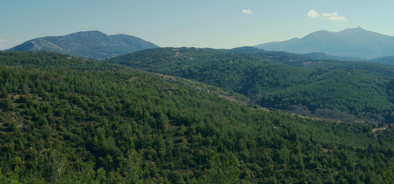 Ελεύθερος ο 51χρονός για θυσία ζώου στο Σέιχ Σου