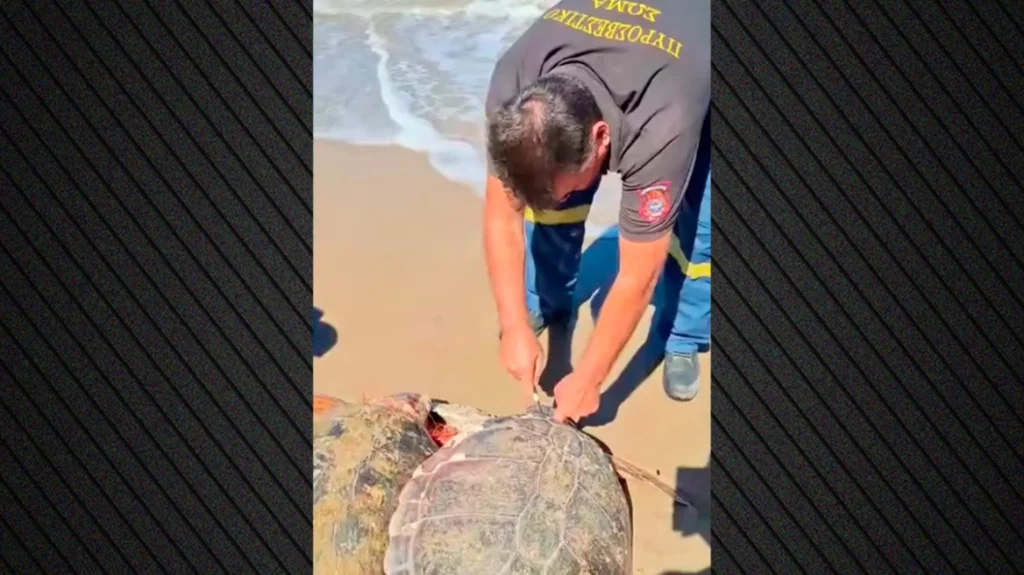 Ηλεία: Διάσωση δύο χελωνών Caretta Caretta- Βίντεο