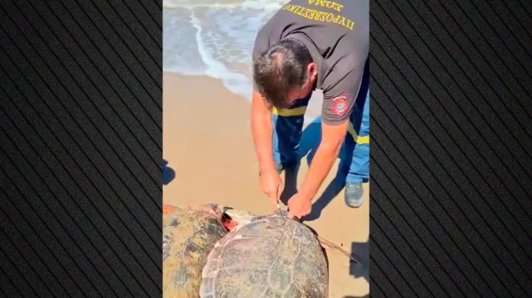 Ηλεία: Διάσωση δύο χελωνών Caretta Caretta- Βίντεο