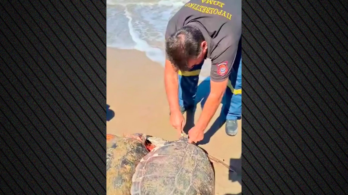 Ηλεία: Διάσωση δύο χελωνών Caretta Caretta- Βίντεο